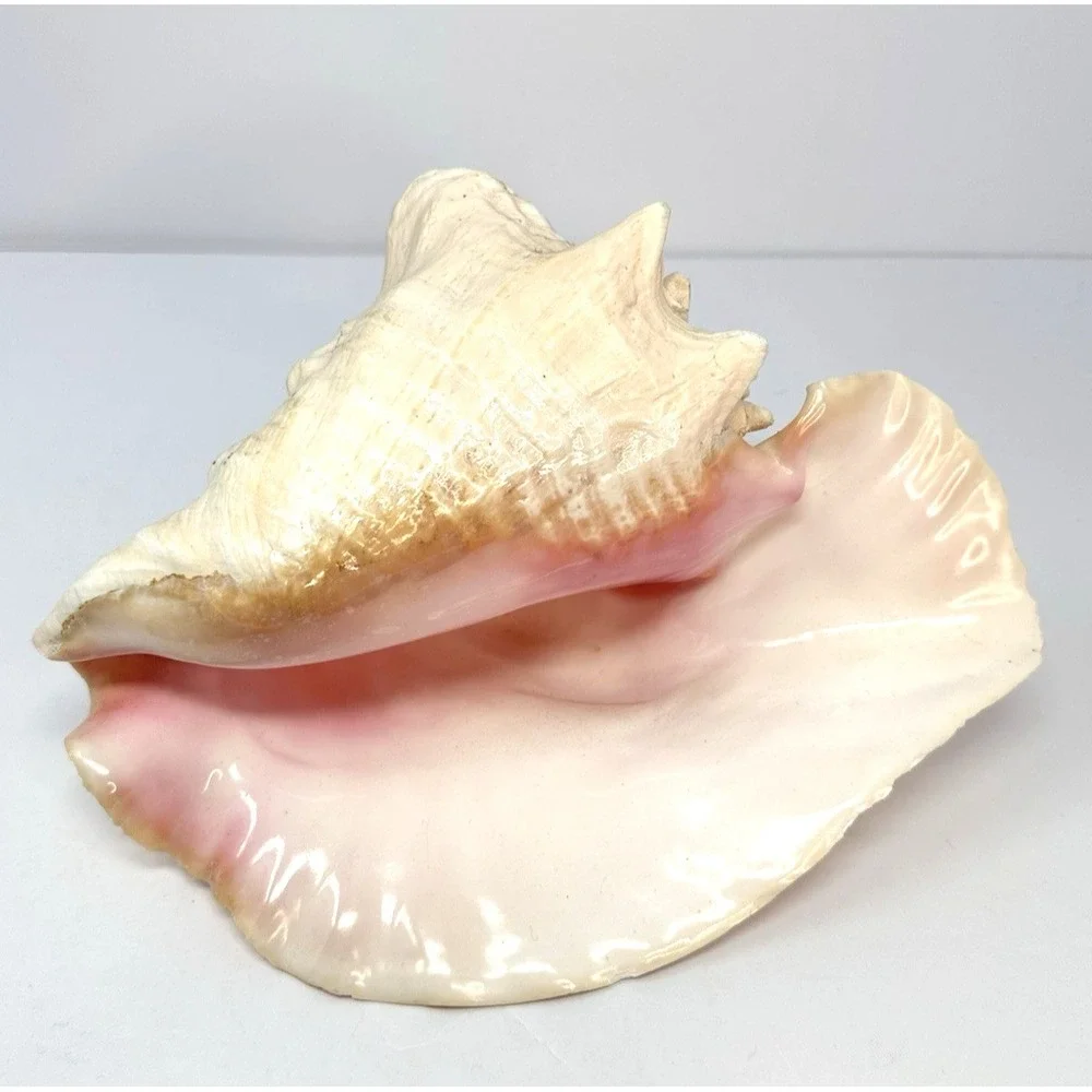 Large Natural Sea Shell Queen Conch 10